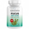 Bandini® Fucus Algue Varech Iode Naturel - Standardisé à 0,1% en Iode - 365 Comprimés 150 mcg dIode - Complément Alimentai