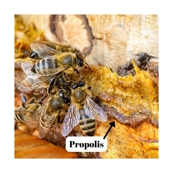 LAbella Mel - Miel à la Propolis Naturelle de la Vallée de Jalon Costa Blanca Espagne | Apithérapie au Pollen Sec Naturel Pu