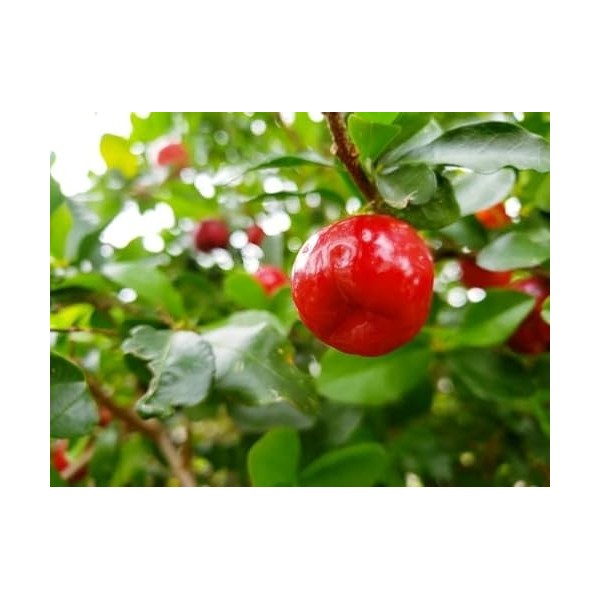 ACEROLA EN POUDRE 100g 