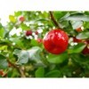 ACEROLA EN POUDRE 100g 