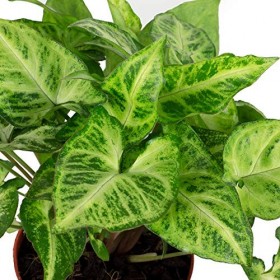 Purpurtute "Arrow" Syngonium Arrow Hauteur env. 25 cm, Ø 12 cm