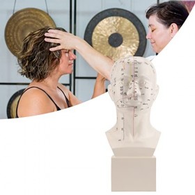 Hd Standard Tcm Modèle de Tête de Point Dacupuncture Humaine, Outil de Pratique Denseignement de Lacupuncture Observation 