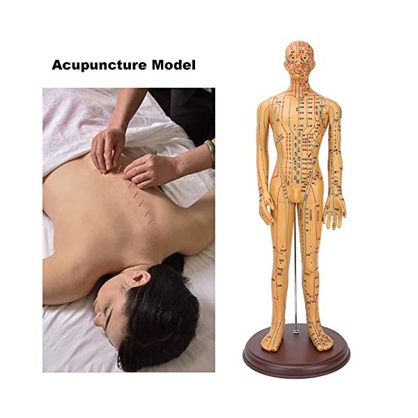 BHDK Modèle dacupuncture Humaine, modèle dacupuncture Masculin Professionnel de 50 cm de Hauteur avec Points méridiens préc