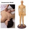 BHDK Modèle dacupuncture Humaine, modèle dacupuncture Masculin Professionnel de 50 cm de Hauteur avec Points méridiens préc