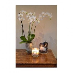 Stoneglow Candle Modern Classics Green Fig & Cedar Tumbler