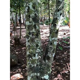 Huile essentielle de bois dagar Agarwood - 20 fioles de 2.5 ml