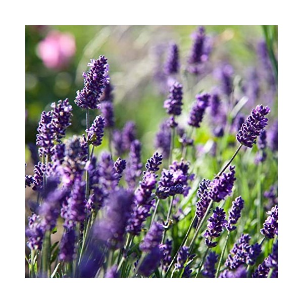 Primavera Lavendel fein* bio