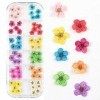 Valuu 3D Nail Dried Flowers Sticker 60 Five Petal Flower 12 Colors Natural Real Dry Flower Nail Stickers ?60 Flowers?