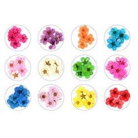 Valuu 3D Nail Dried Flowers Sticker 60 Five Petal Flower 12 Colors Natural Real Dry Flower Nail Stickers ?60 Flowers?