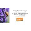 FLORA Merveille Bleu Huile Essentielle Lavande hybride BIO 5L ml ITCDX Harmonisant rafraîchissant et purifiant - Arôme alimen