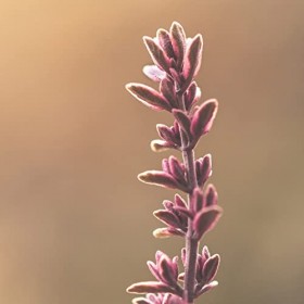 Naissance Huile Essentielle De Lavande Fine Certifiée BIO No. 102 - 10ml - Lavandula Angustifolia - Relaxante Pour Aromathé