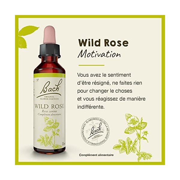 Fleurs de Bach Original, Wild Rose, No 37, pour plus dambition, aide à retrouver de lintérêt. Elixir floral naturel pour le