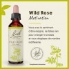 Fleurs de Bach Original, Wild Rose, No 37, pour plus dambition, aide à retrouver de lintérêt. Elixir floral naturel pour le