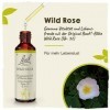 BACHBLUETEN Wild Rose Goutte 20 ml