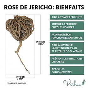 Rose de Jericho, Chajarat Mariam x5 - Format S - Plante Favorisant la Fertilité - Anastatica Hierochuntica [Satisfait ou Remb