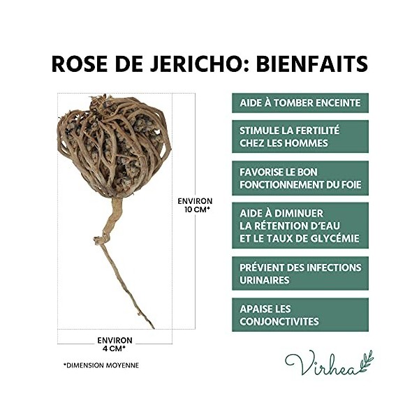 Rose de Jericho, Chajarat Mariam x5 - Format S - Plante Favorisant la Fertilité - Anastatica Hierochuntica [Satisfait ou Remb