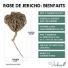 Rose de Jericho, Chajarat Mariam x5 - Format S - Plante Favorisant la Fertilité - Anastatica Hierochuntica [Satisfait ou Remb