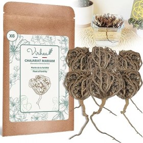 Rose de Jericho Chajarat Mariam x6 - Taille S Petit - Plante Favorisant la Fertilité [Satisfait ou Remboursé]