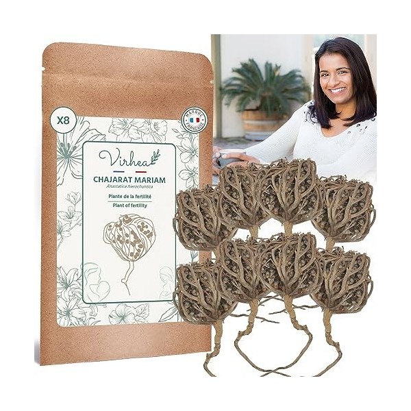 Rose de Jericho Chajarat Mariam x8 - Taille S Petit - Plante Favorisant la Fertilité [Satisfait ou Remboursé]…