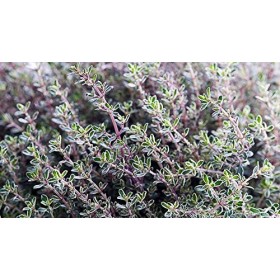 Indigo Herbs Teinture de Thym 100ml