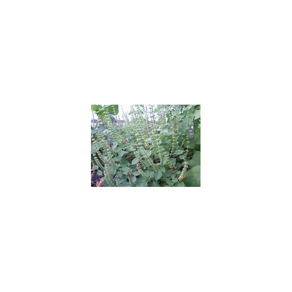 Tulsi, Kapoor Tulsi, Ocimum Sanctum, organic, 50 seeds for package, holy basil: Only Seeds