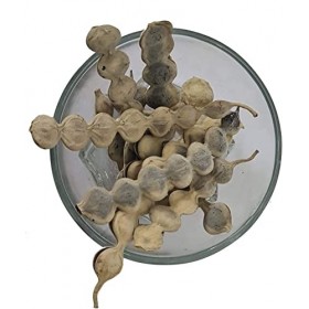 AOZA Vinayak Herbal Babul Phali Acacia Nilotica Produit ayurvédique aux multiples avantages – 100 g