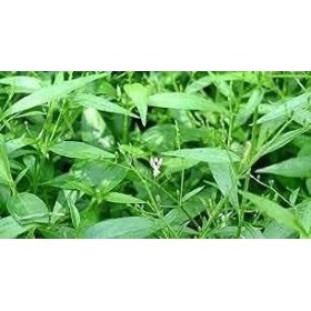 QURA Bharat Chirata verte | Chirtta verte | Arche de Chirayata verte Ras - 200 ml un remède ayurvédique polyvalent pour tou