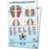 2 posters A1 REFLEXOLOGIE PLANTAIRE de Mireille Meunier, Les Zones Réflexes