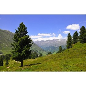 mykima zirben Baume 200&nbsp;ml pour la nuque, les muscles, les articulations et les Idéal pour les Rhume plaintes ou Troubles du 