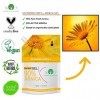 Gel Arnica Montana concentré à 90% - Extrait végétal 100% naturel provenant directement de la fleur dArnica - NON basé sur l