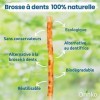 ORINKO Lot de 6 Bâtons de Siwak – Brosse à Dents 100% Naturelle – Nettoyant, Désinfectant et Blanchissant - Écologique, Biodé