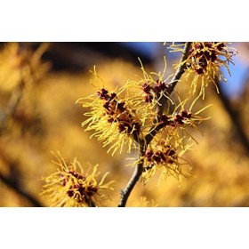 Hamamélis sans alcool 100 ml