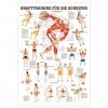 ruediger Anatomie mipo80 Musculation pour les épaules Tableau, 24 cm x 34 cm