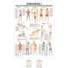 Stretching i mini-poster motif anatomie 34 x 24 cm et matériels médicaux ohne Laminierung