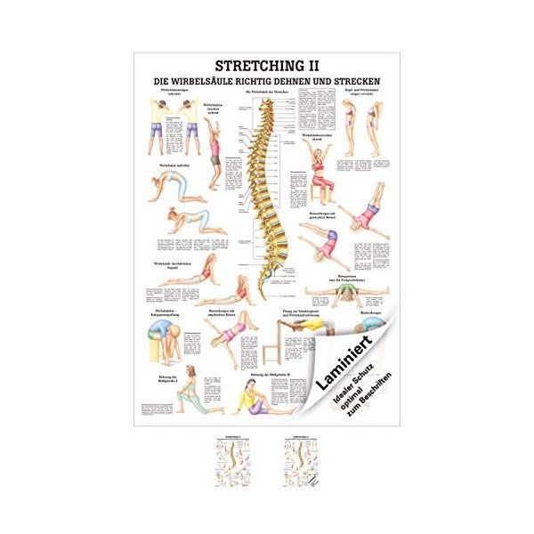 Stretching II Mini-Poster Anatomie 34x24 cm medizinische Lehrmittel