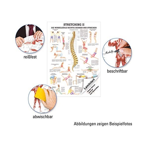 Stretching II Mini-Poster Anatomie 34x24 cm medizinische Lehrmittel