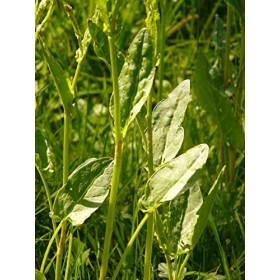 EXTRAIT HYDROALCOOLIQUE de PATIENCE RUMEX - Rumex patientia BIO 