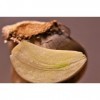 EXTRAIT HYDROALCOOLIQUE d AIL CULTIVE - Allium sativum BIO 