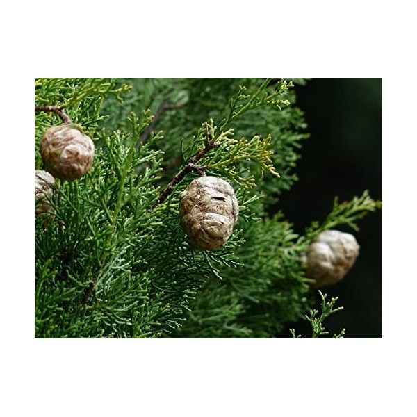 EXTRAIT HYDROALCOOLIQUE de CYPRÈS TOUJOURS VERT - Cupressus sempervirens BIO 