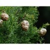 EXTRAIT HYDROALCOOLIQUE de CYPRÈS TOUJOURS VERT - Cupressus sempervirens BIO 