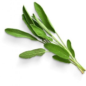 Vonderweid - Teinture Mère sans alcool de Sauge | Extrait glycériné | Gouttes de sauge | Extraction par ultrasons | Complémen