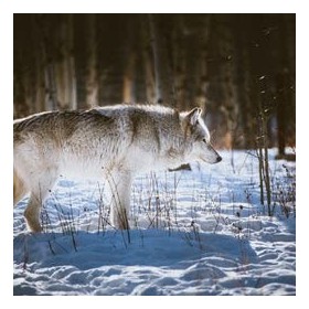 Wolfmen Skin Forest Rain Crème hydratante pour homme avec protection SPF et UV