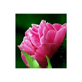 Yodeyma Parfum Femme Seduccion Eau De Parfum 100 ml