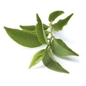 Thé Vert Bio du Vietnam Boîte de 40 Sachets de 1,5g - Produit de Qualité Issu de lAgriculture Biologique - Analysé par Labor