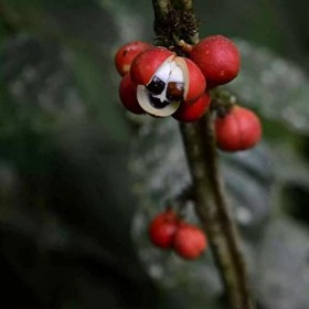 Laboratoire Floralpina - Extrait hydroglycériné Minceur 500 ml