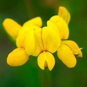 Laboratoire Floralpina - Mauvaise graisse bio 120 gélules