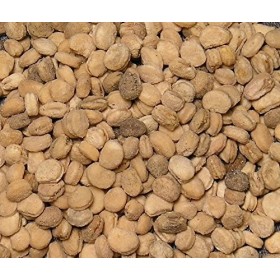 200 STRATIFIE AMERICAN GINSENG GRAINES panax quinquefolius l