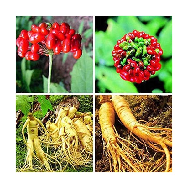 Portal Cool 50pcs asiatique chinois/coréen graines de ginseng panax frais pour la plantation de nutrition ca