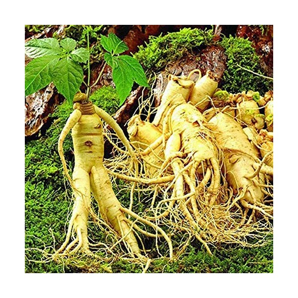 Portal Cool 50pcs asiatique chinois/coréen graines de ginseng panax frais pour la plantation de nutrition ca