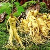 Portal Cool 50pcs asiatique chinois/coréen graines de ginseng panax frais pour la plantation de nutrition ca